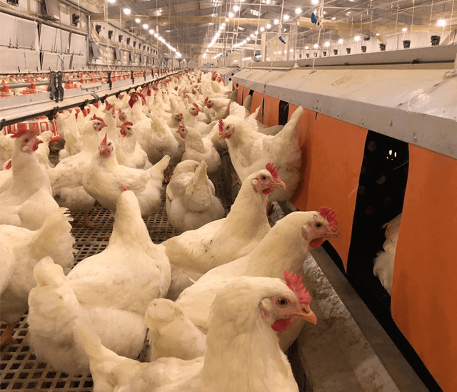 Automatic-egg-collection-equipment